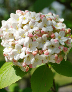 Viburnum carlcephalum - Boule de neige odorante - inflorescence