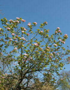 Viburnum carlesii Aurora - Viorne de Carle - vue d'ensemble