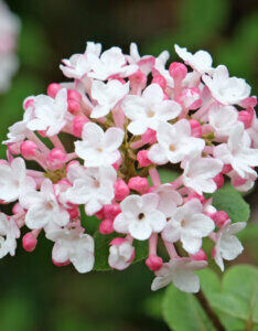 Viburnum carlesii Aurora - Viorne de Carle - inflorescence