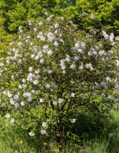 Viburnum carlesii Aurora - Viorne de Carle - vue d'ensemble
