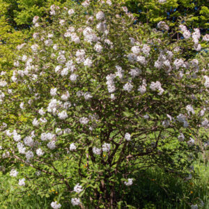Viburnum carlesii Aurora - Viorne de Carle - vue d'ensemble