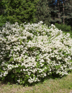 Viburnum carlesii - Viorne de Carle - vue d'ensemble