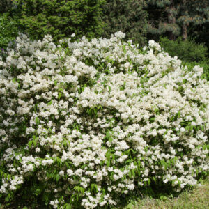 Viburnum carlesii - Viorne de Carle - vue d'ensemble