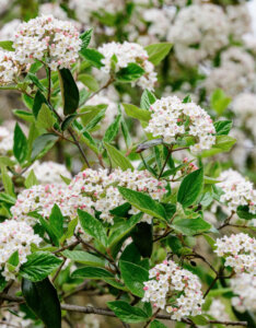 Viburnum carlesii - Viorne de Carle - inflorescences