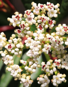 Viburnum davidii - Viorne de David - inflorescence