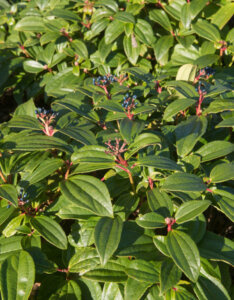Viburnum davidii - Viorne de David - vue d'ensemble