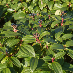Viburnum davidii - Viorne de David - vue d'ensemble