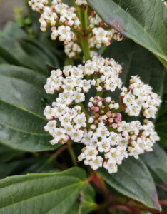 Viburnum davidii - Viorne de David - inflorescence