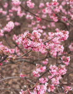 Viburnum farreri December Dwarf - Viorne d'hiver - inflorescences