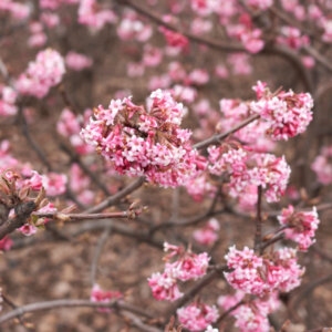 Viburnum farreri December Dwarf - Viorne d'hiver - inflorescences