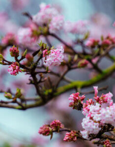 Viburnum farreri December Dwarf - Viorne d'hiver - éclosion de boutons