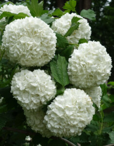 Viburnum opulus Roseum - Viorne Boule de Neige - inflorescences