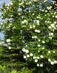 Viburnum opulus Roseum - Viorne Boule de Neige - vue d'ensemble