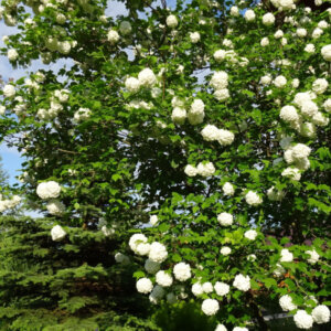 Viburnum opulus Roseum - Viorne Boule de Neige - vue d'ensemble