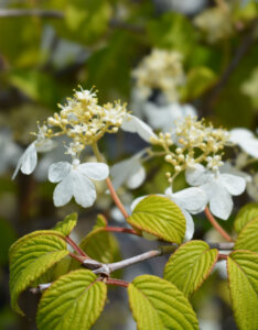 Viburnum plicatum Kilimanjaro ® - Viorne de Chine - inflorescences