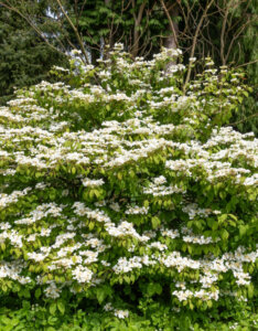 Viburnum plicatum Kilimanjaro ® - Viorne de Chine - vue d'ensemble