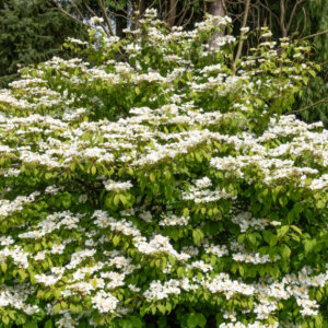 Viburnum plicatum Kilimanjaro ® - Viorne de Chine - vue d'ensemble