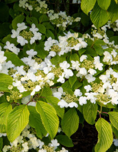 Viburnum plicatum Mariesii - Viorne de Chine - inflorescences