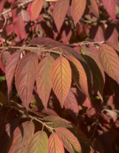Viburnum plicatum Mariesii - Viorne de Chine - coloration automnale