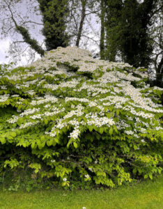 Viburnum plicatum Mariesii - Viorne de Chine - vue d'ensemble
