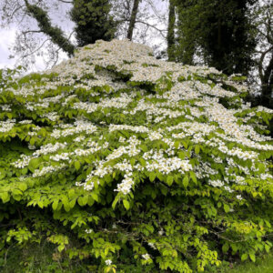 Viburnum plicatum Mariesii - Viorne de Chine - vue d'ensemble