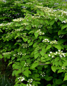 Viburnum plicatum Watanabe - Viorne de Chine - vue d'ensemble