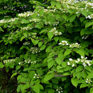 Viburnum plicatum Watanabe - Viorne de Chine - vue d'ensemble