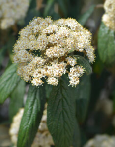 Viburnum rhytidophyllum - Viorne à feuilles ridées - inflorescence