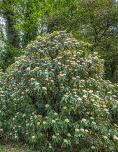 Viburnum rhytidophyllum - Viorne à feuilles ridées - vue d'ensemble