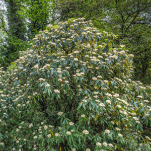 Viburnum rhytidophyllum - Viorne à feuilles ridées - vue d'ensemble
