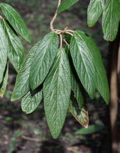 Viburnum rhytidophyllum - Viorne à feuilles ridées - feuillage