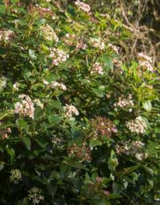 Viburnum tinus Eve Price - Laurier Tin - vue d'ensemble