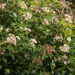 Viburnum tinus Eve Price - Laurier Tin - vue d'ensemble