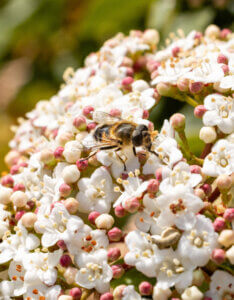 Viburnum tinus Eve Price - Laurier Tin - inflorescence