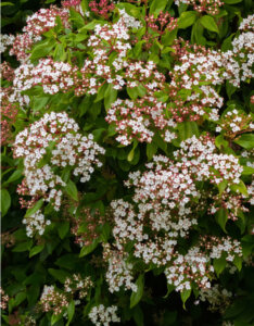 Viburnum tinus Gwenllian - Laurier Tin - vue d'ensemble