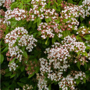 Viburnum tinus Gwenllian - Laurier Tin - vue d'ensemble