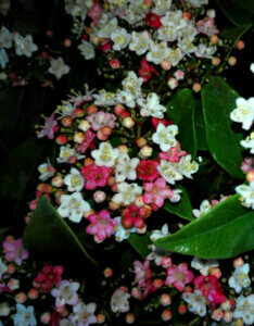 Viburnum tinus Lisa Rose ® - Laurier Tin - inflorescences