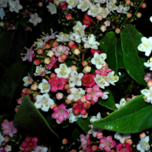 Viburnum tinus Lisa Rose ® - Laurier Tin - inflorescences
