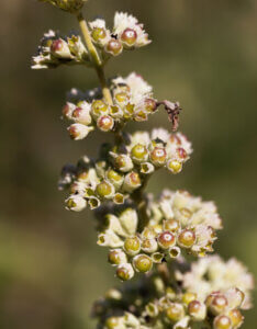 Vitex agnus-castus Albus - Arbre au poivre - Gattilier - inflorescence