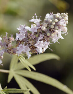 Vitex agnus-castus Albus - Arbre au poivre - Gattilier - inflorescence