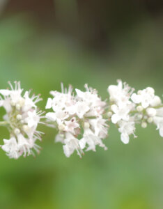 Vitex agnus-castus Albus - Arbre au poivre - Gattilier - inflorescence