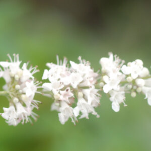 Vitex agnus-castus Albus - Arbre au poivre - Gattilier - inflorescence