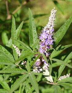 Vitex agnus-castus - Arbre au poivre - Gattilier - feuillage et inflorescence