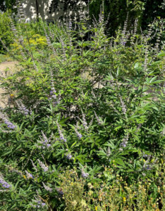Vitex agnus-castus - Arbre au poivre - Gattilier - vue d'ensemble