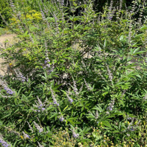 Vitex agnus-castus - Arbre au poivre - Gattilier - vue d'ensemble