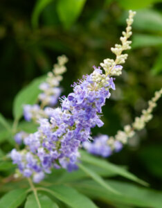 Vitex agnus-castus Latifolia - Arbre au poivre - Gattilier - inflorescence