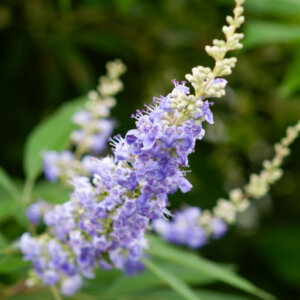 Vitex agnus-castus Latifolia - Arbre au poivre - Gattilier - inflorescence
