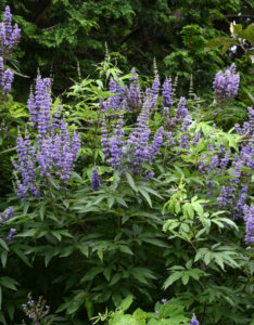 Vitex agnus-castus Latifolia - Arbre au poivre - Gattilier - vue d'ensemble