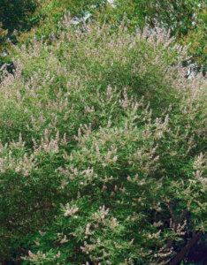 Vitex agnus-castus Pink Pinnacle - Arbre au poivre - Gattilier - vue d'ensemble