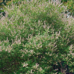 Vitex agnus-castus Pink Pinnacle - Arbre au poivre - Gattilier - vue d'ensemble